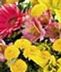 Get Well Flowers