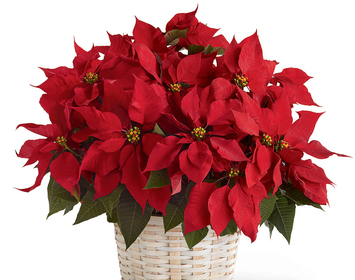 Holiday Plants & Wreaths