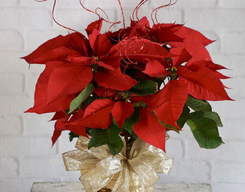 Holiday Plants & Wreaths