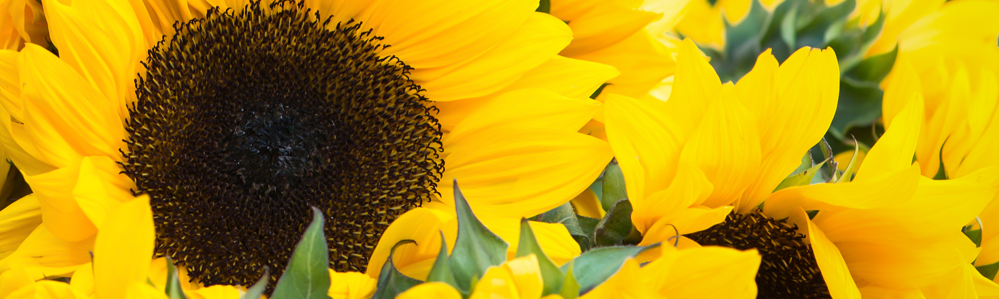 Flower Delivery Albuquerque New Mexico Florist Peoples Flowers