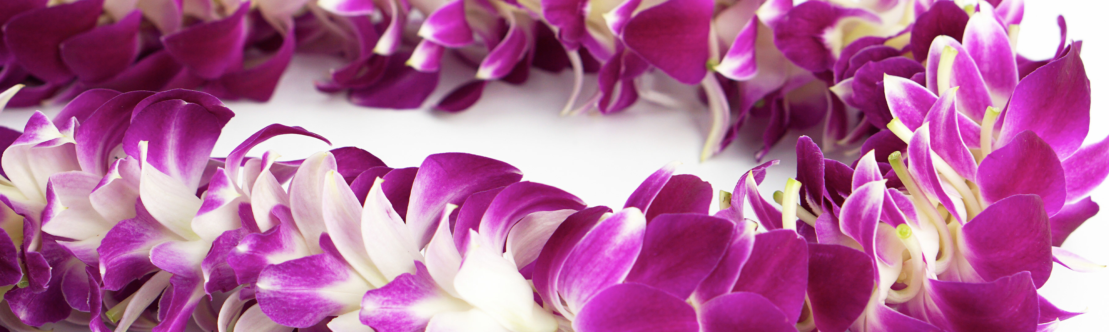 Flower Delivery Albuquerque New Mexico Florist Peoples Flowers