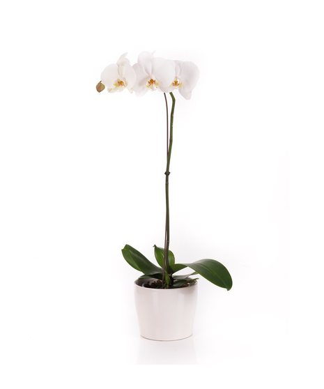 Phalaenopsis Orchid Plant