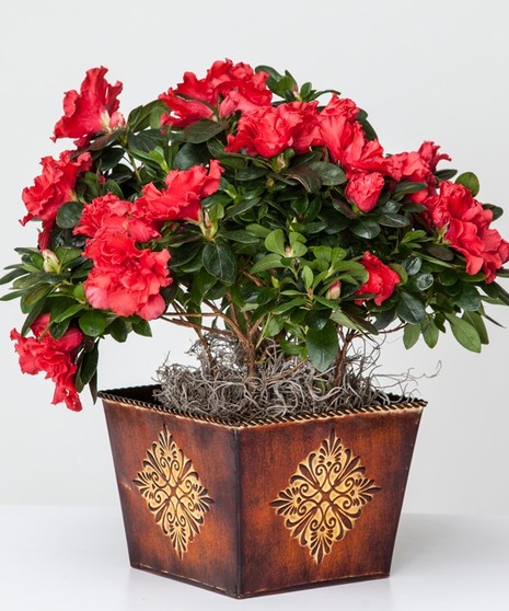 Azalea Plant