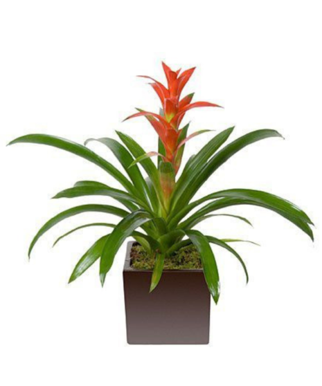 Bromeliad Plant