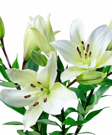 Hybrid Lilies Bulk Flowers - 10 Stem Bunch: 3-5 Blooms Per Stem