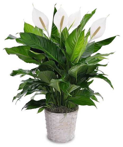 Spathiphyllum Plant