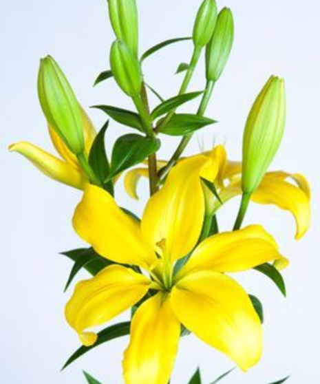 Hybrid Lilies Bulk Flowers - 10 Stem Bunch: 3-5 Blooms Per Stem