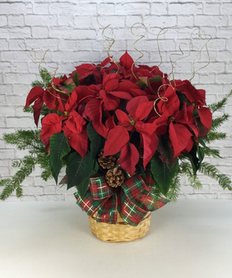 Dressed Poinsettia - 10 Inch