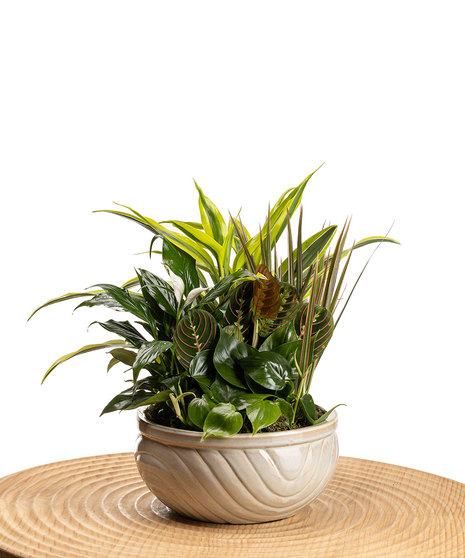 Ceramic Dish Garden
