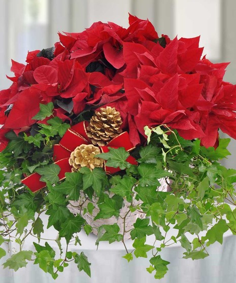 Ivysettia