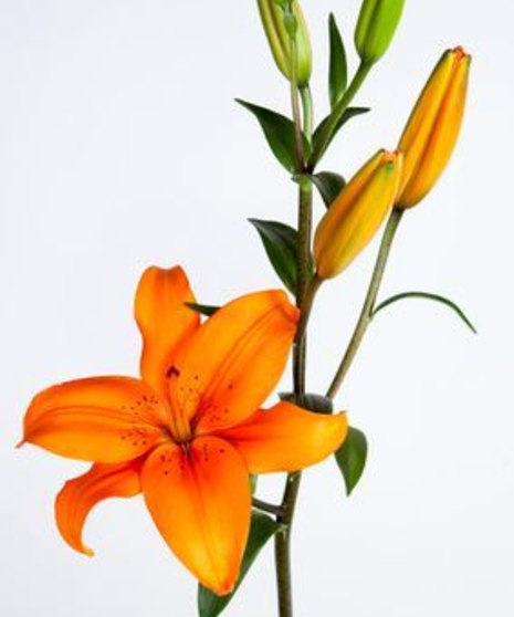 10 Stem bunch of Hybrid Lilies