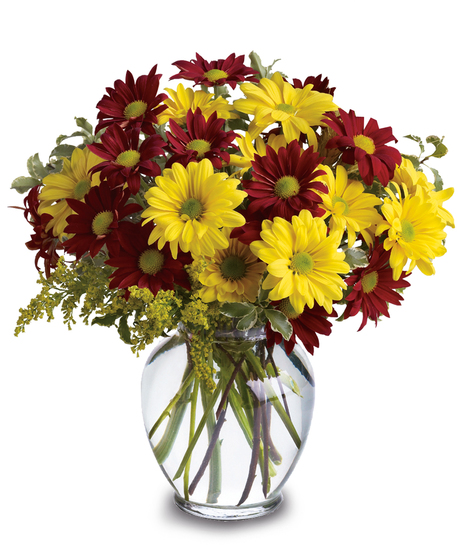 Dramatic Daisies