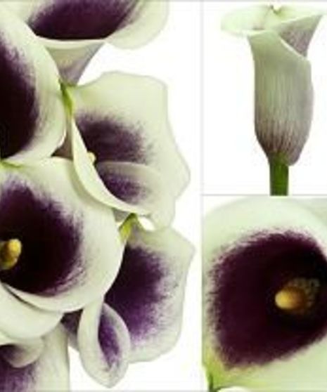 10 Stem bunch of Calla Lily Mini 
