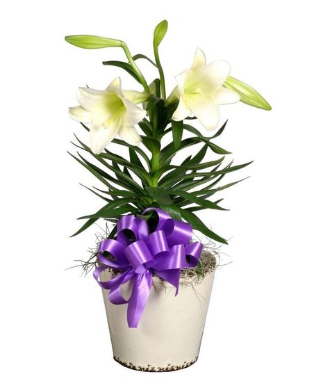 Blooming Easter Lily plant in a ceramic pot