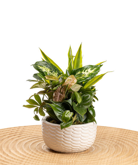 Green Plants