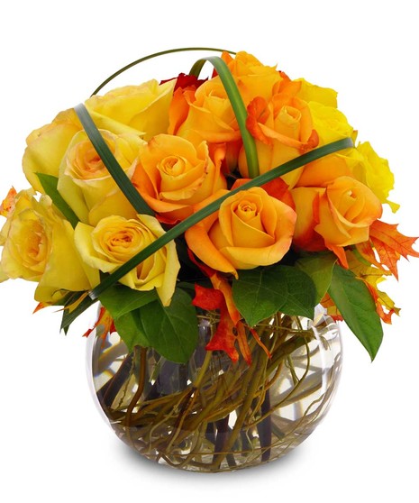 Autumn Rose Garden