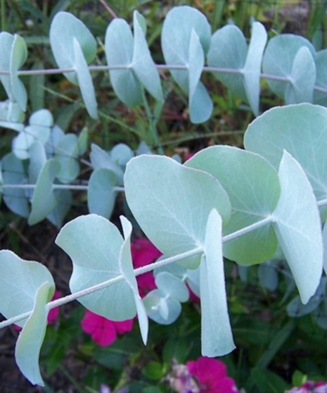 Baby Eucalyptus Packaged Flowers
