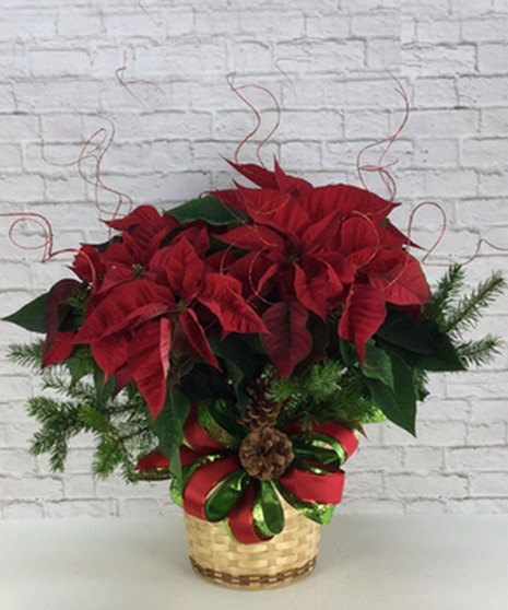Dressed Poinsettia - 8 Inch