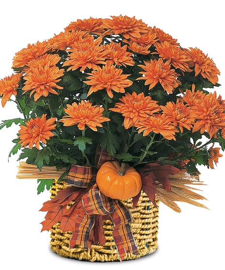 Fall Mum Plant