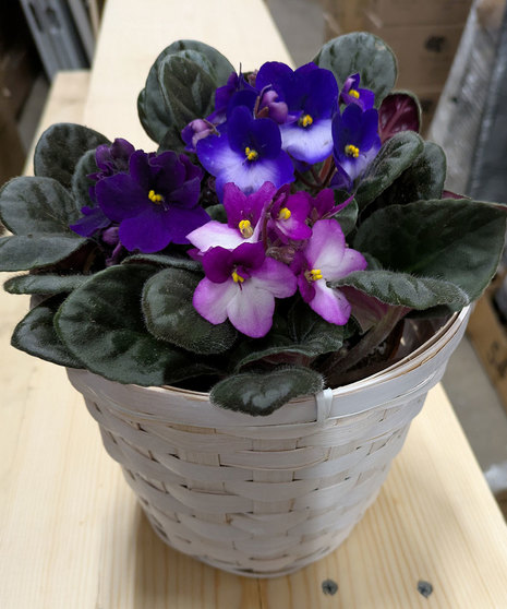 African Violets
