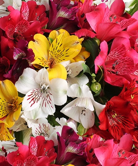 Alstromeria Lily Packaged Flowers