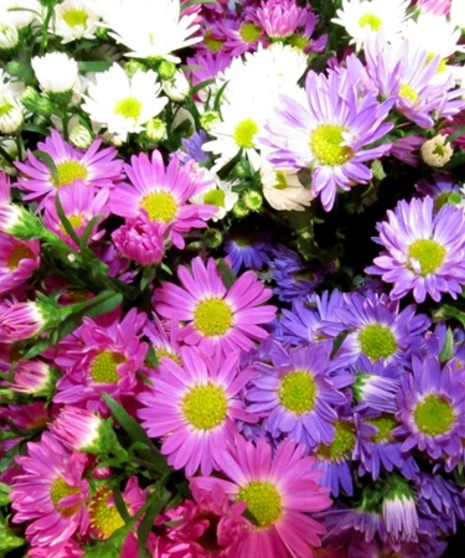 Grower's Bunch of Monte Casino