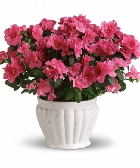 Azalea Plant