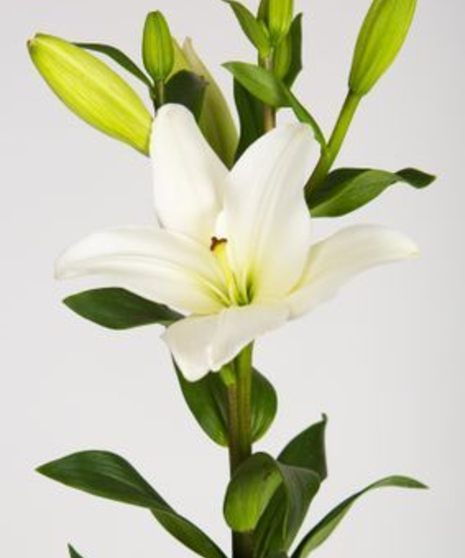 Hybrid Lilies Bulk Flowers - 10 Stem Bunch: 3-5 Blooms Per Stem