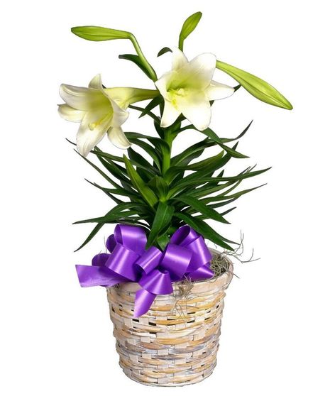 Blooming Easter Lily