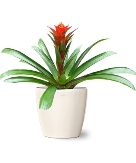 Bromeliad Plant