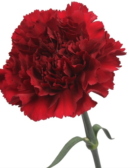 25 Stem bunch of Carnations