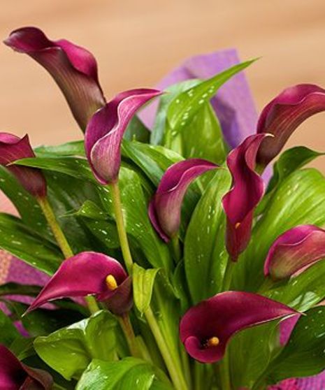 Calla Lily Plant