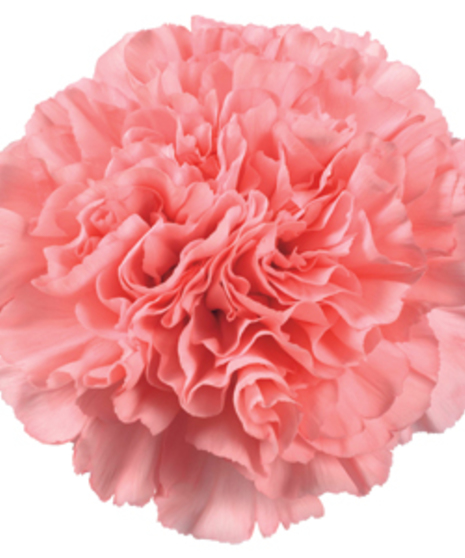 Carnations Packaged Flowers