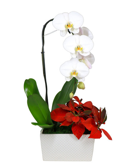 Christmas Orchid