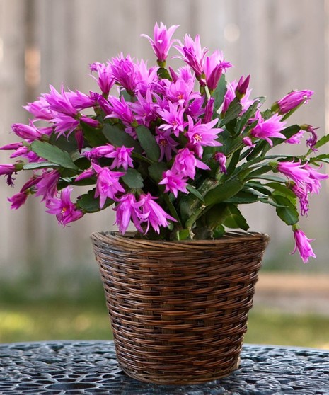 Christmas Cactus