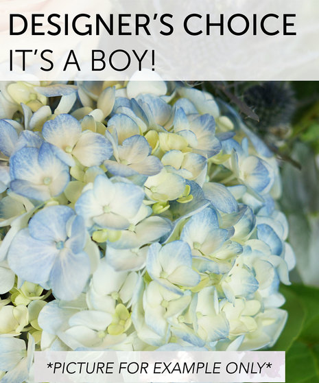 Designer's Choice - It's a Boy!