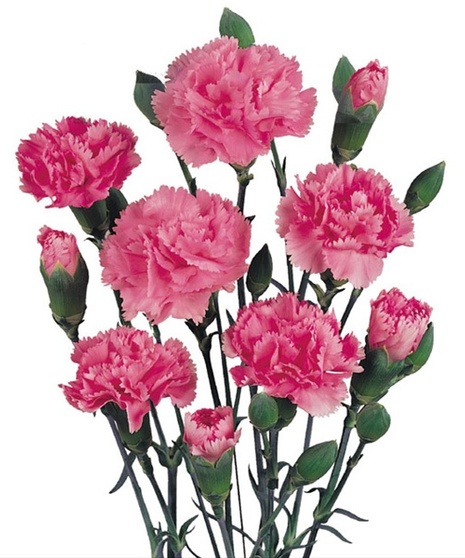 Mini Carnations Packaged Flowers - Grower's Bunch