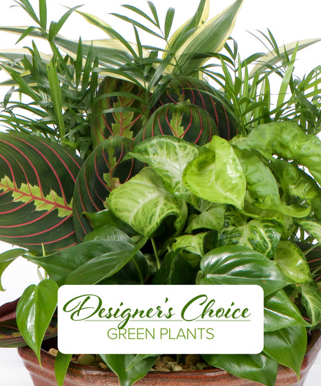Designer's Choice Green Plants