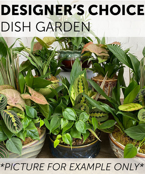 Designer's Choice - Dish Garden
