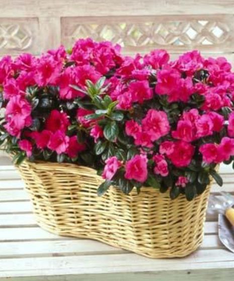 Double Azalea Basket