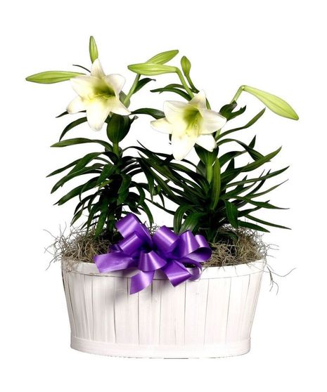 Blooming Easter Lily plant in a ceramic pot