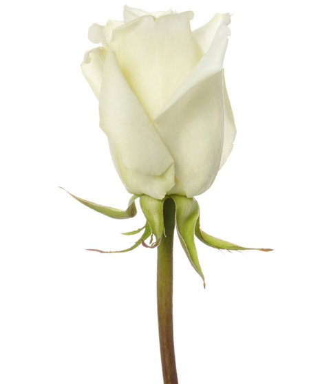 25 Stem Bunch of 60 cm Premium Long Stemmed Roses 
