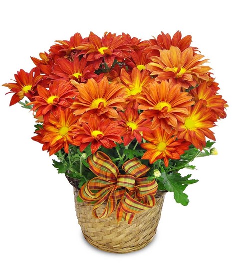 Fall Mum Plant