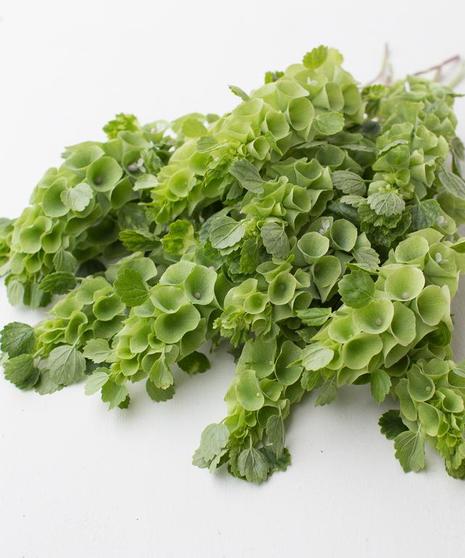 Bells of Ireland Packaged Flowers - 10 Stem Bunch