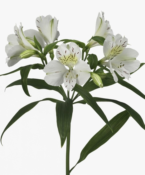 10 Stem bunch of Alstromeria Lilies