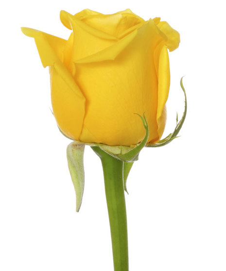 25 Stem Bunch of 60 cm Premium Long Stemmed Roses 