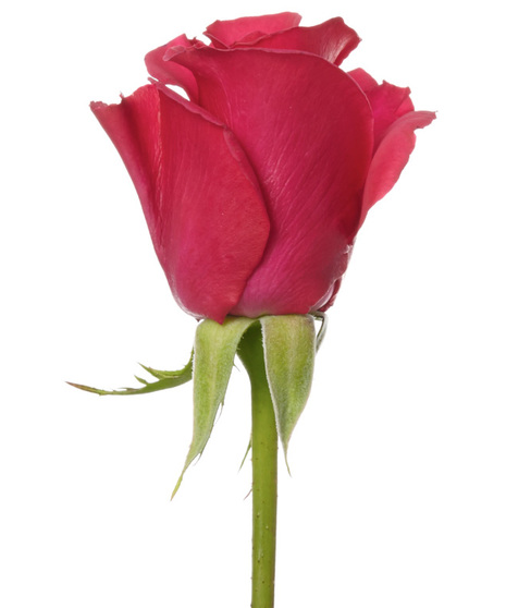 25 Stem Bunch of 60 cm Premium Long Stemmed Roses 