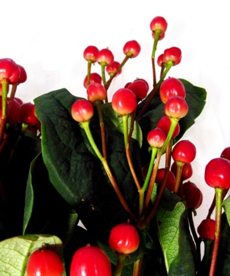 Hypericum Packaged Flowers