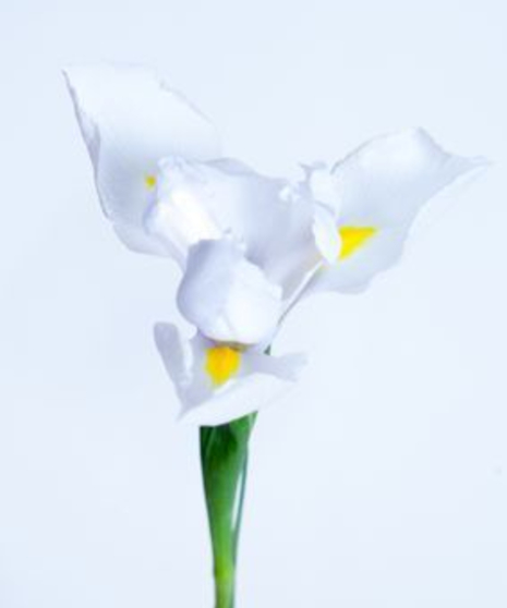 10 Stem bunch of Iris