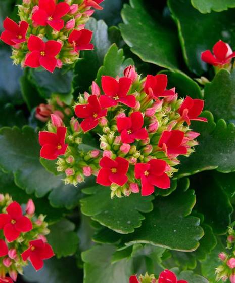 Kalanchoe Plant